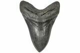 Fossil Megalodon Tooth - South Carolina #197874-1